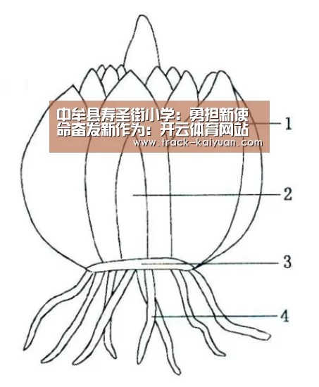 中牟县寿圣街小学：勇担新使命奋发新作为：开云体育网站